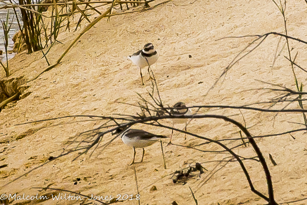 Ringed Plover