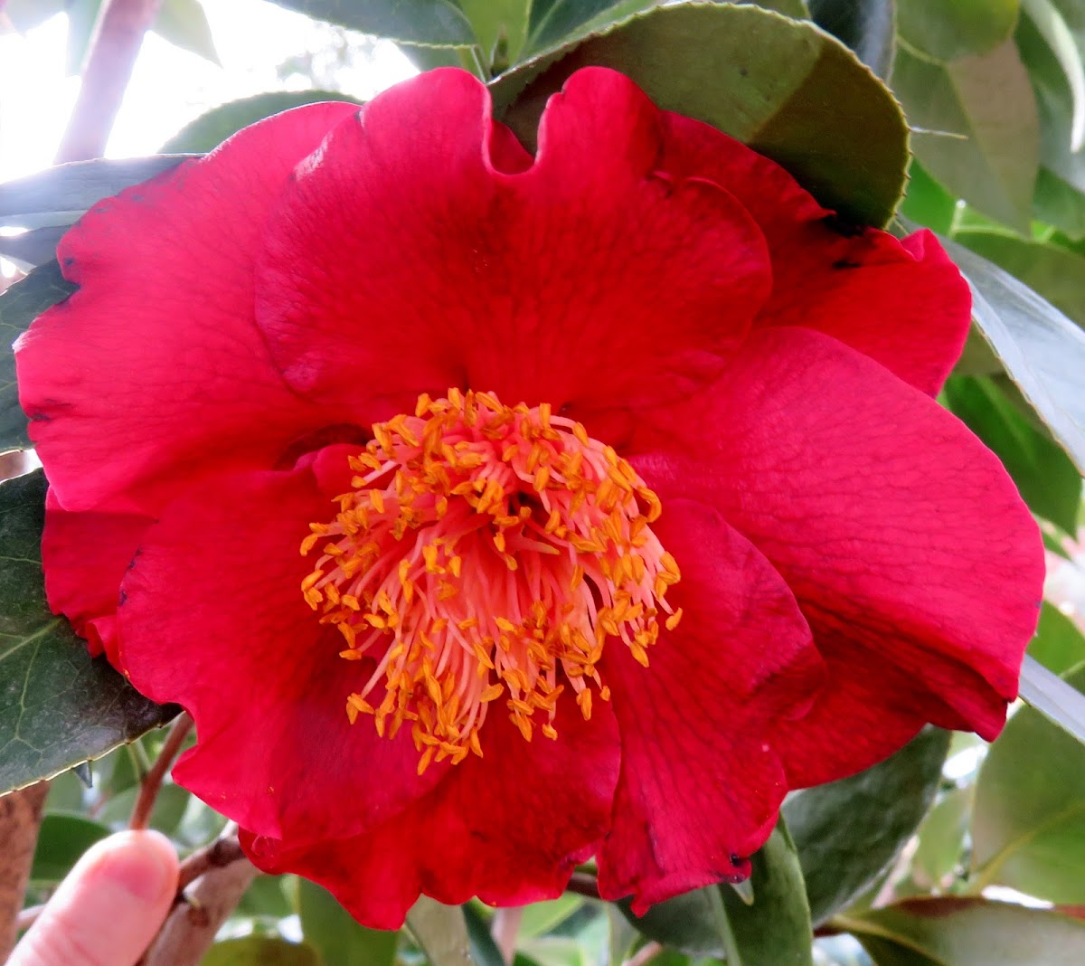 Camellia 'Bob Hope'