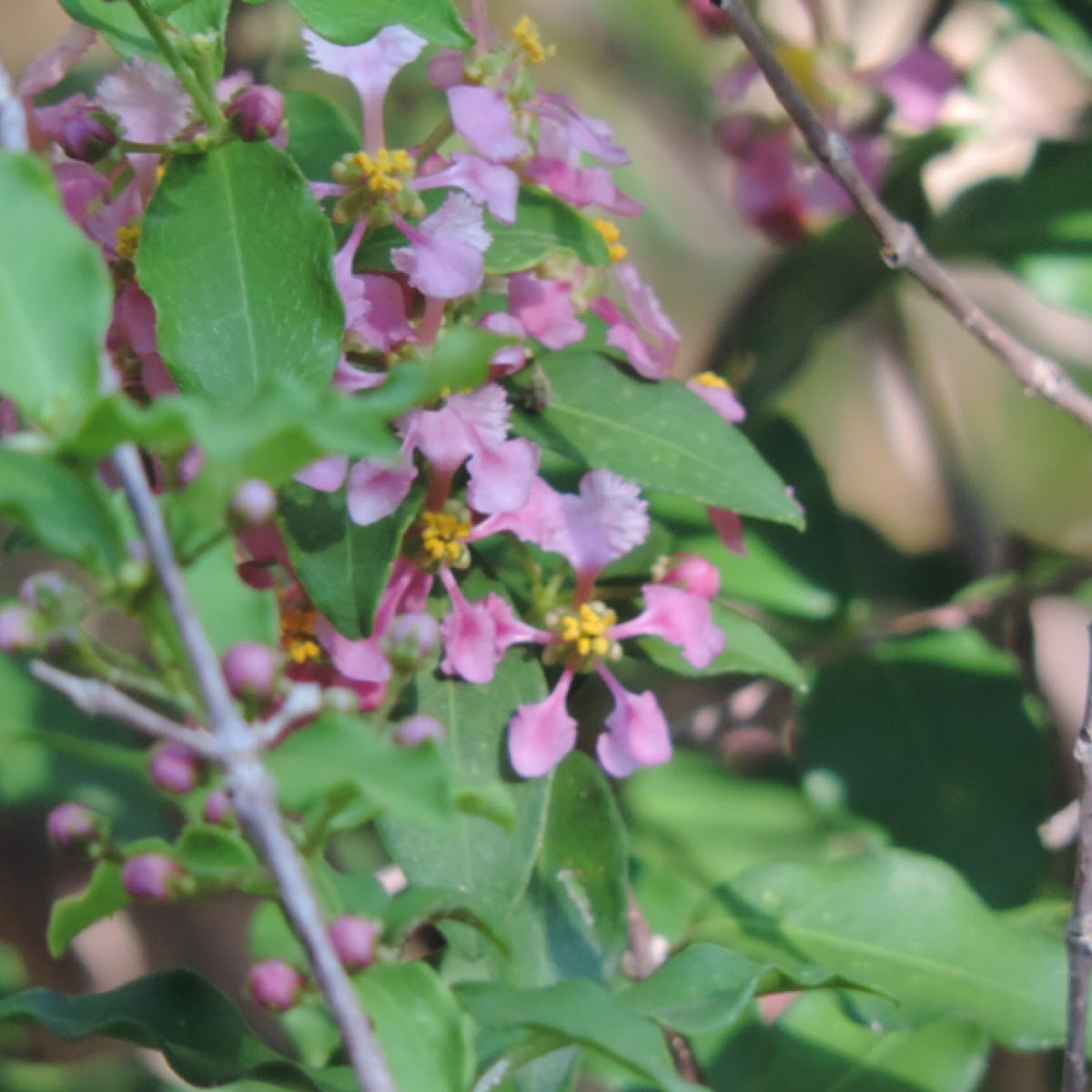 Barbados Cherry