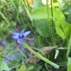 Blue-Eyed Grass