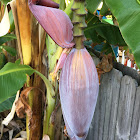 Banana Seed Pod