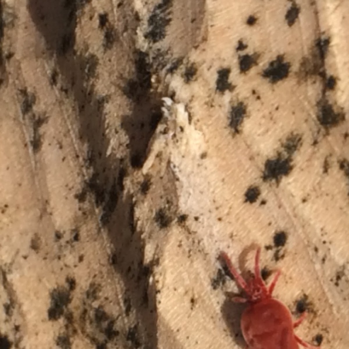 Red Velvet Mite