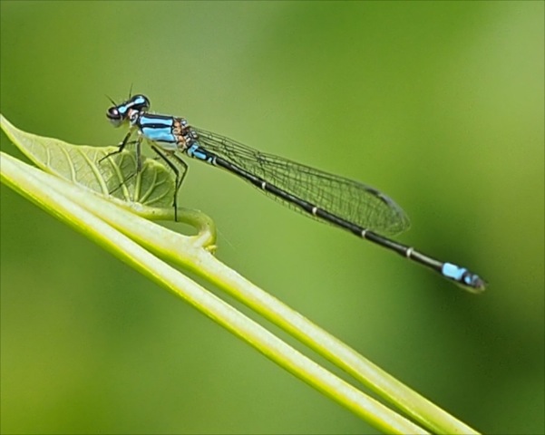 Rambur's Forktail (male)