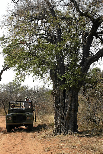 Tamboti tree.