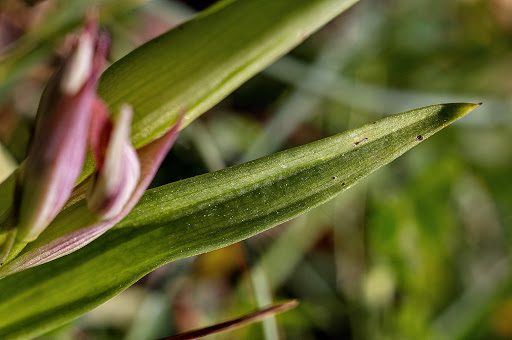 Serapias parviflora