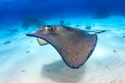 A stingray. File photo