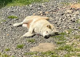 誰得って感じの私の日常