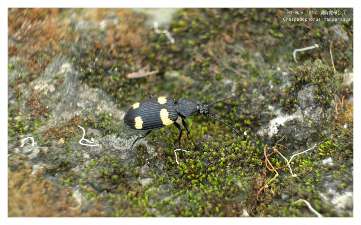 Craspedophorus mandarinus 圓胸寬帶步甲