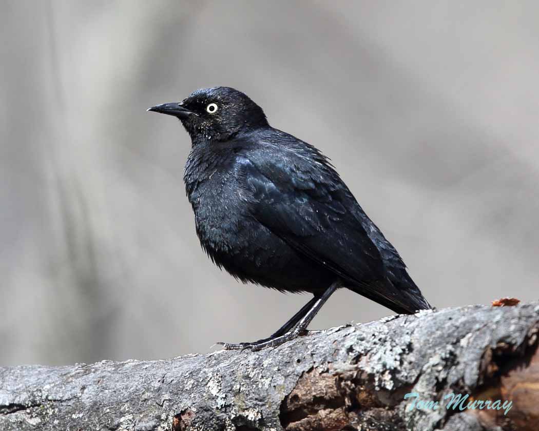 Rusty Blackbird