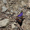 Purple Emperor