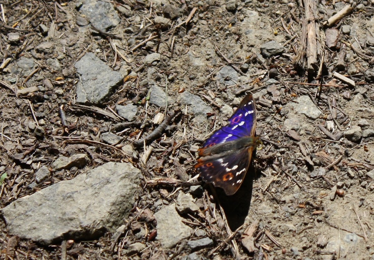 Purple Emperor