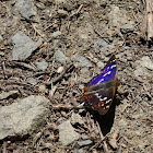 Purple Emperor