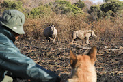 Anti-poaching dog Russell, with his handler, protecting rhinos at the Pilanesburg Nature Reserve. File photo.