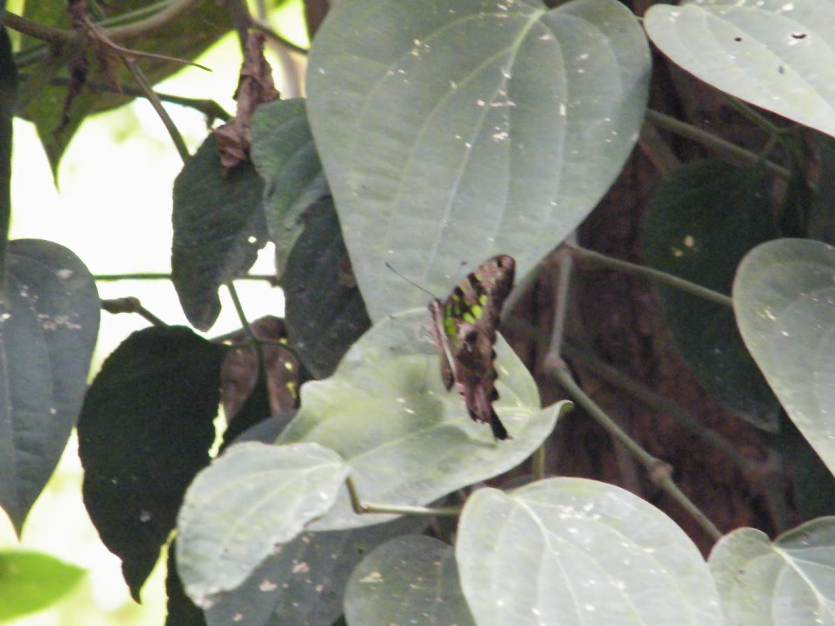 Tailed Jay