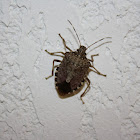 Brown Marmorated Stink Bug