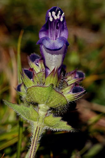 Prunella grandiflora