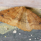 Moth