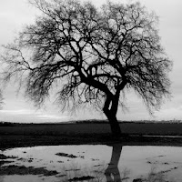 Albero solitario di 