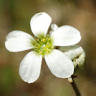 Saxifraga Bulbifera