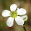 Saxifraga Bulbifera