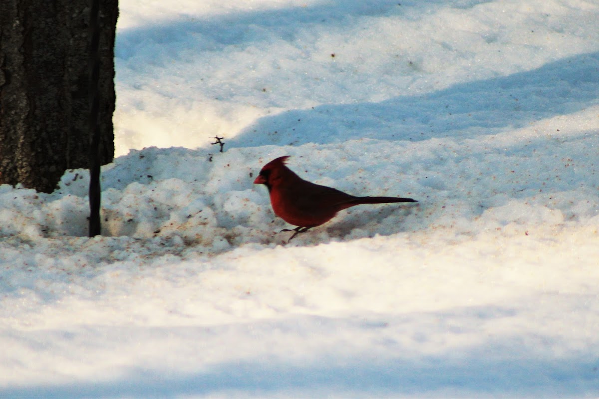 Northern Cardinal