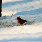 Northern Cardinal