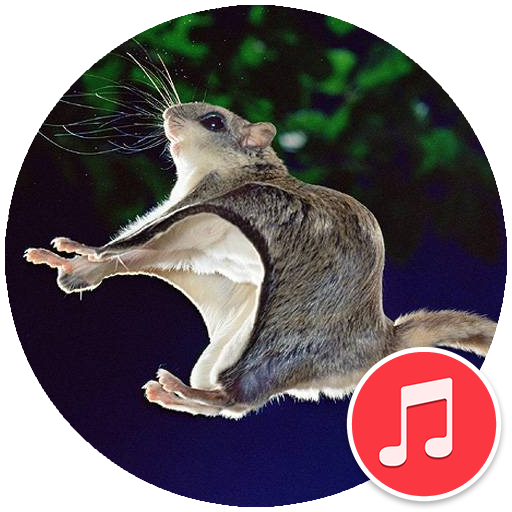 Flying Squirrel Sounds