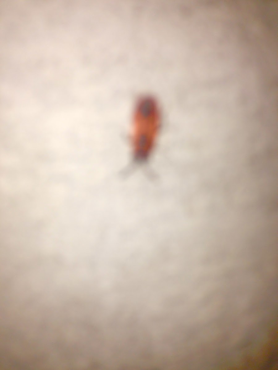 Small milkweed bug