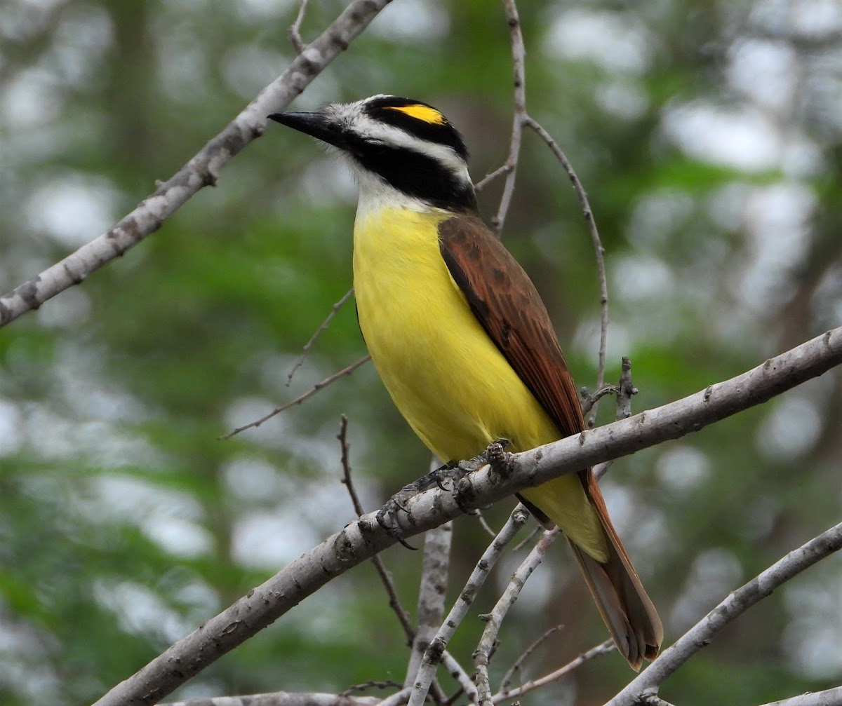 Great kiskadee