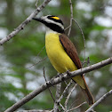 Great kiskadee