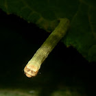 Pomaderris Moth -caterpillar