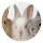 Rabbit HD New Tabs Popular Animals Themes