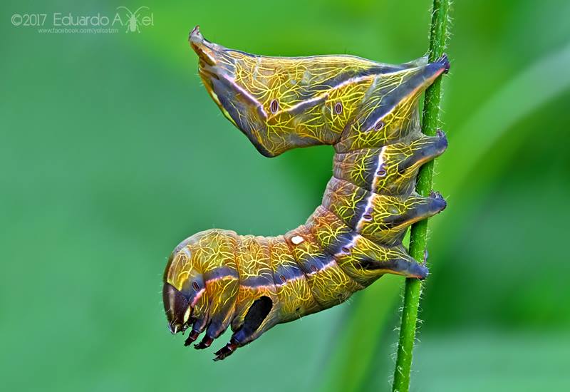 Crinodes caterpillar