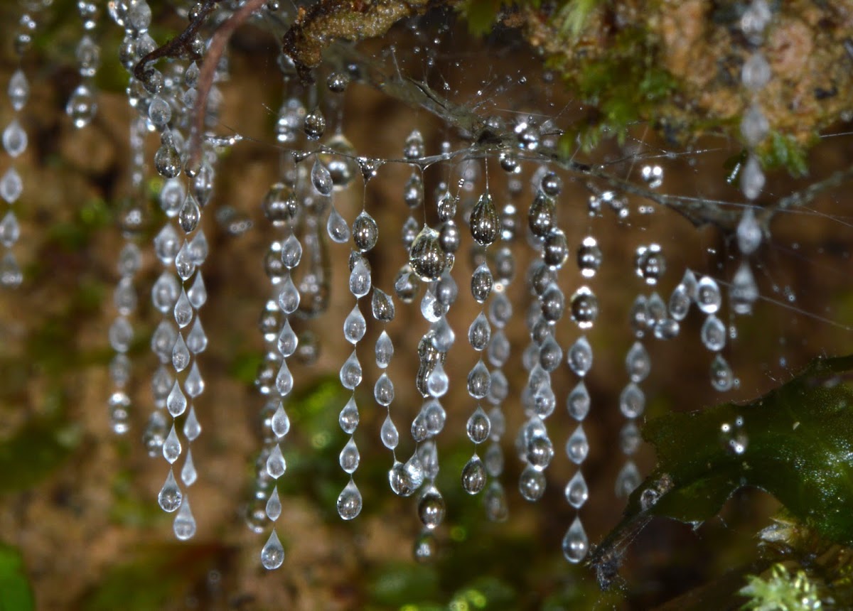 Glow Worm Silk Strands