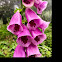 Foxglove