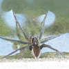 Six-spotted fishing spider