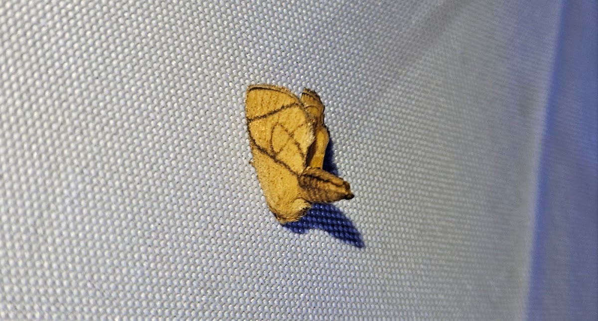 Yellow-collared slug moth