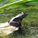 American Bullfrog