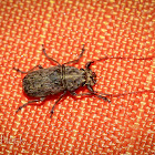 Fungus Weevil