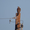 Prairie Falcon