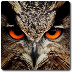 Cover Image of Download Owl Vision Camera IR Effect 1.4 APK