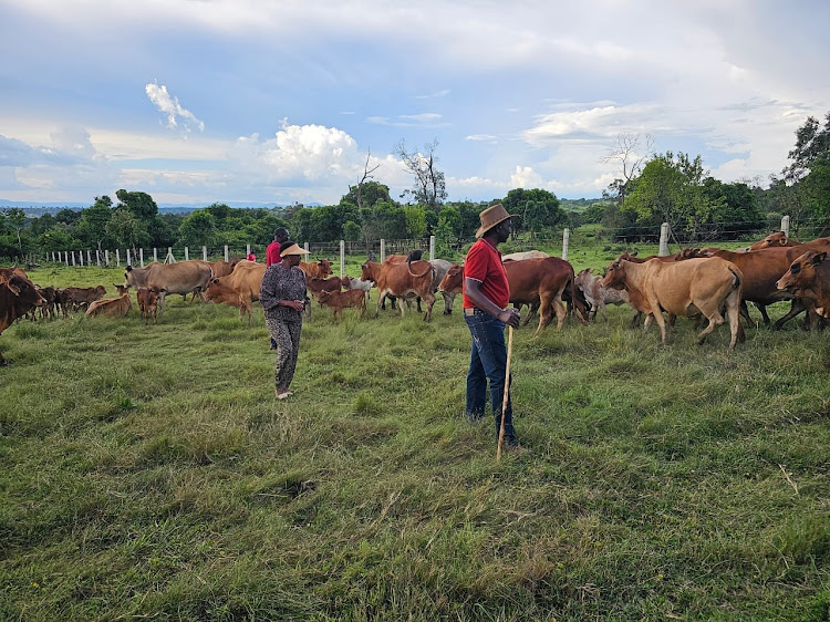 President William Ruto and first lady Mama Rachel Ruto looking after their cows at his farm in Trans Mara, Narok County over the weekend.