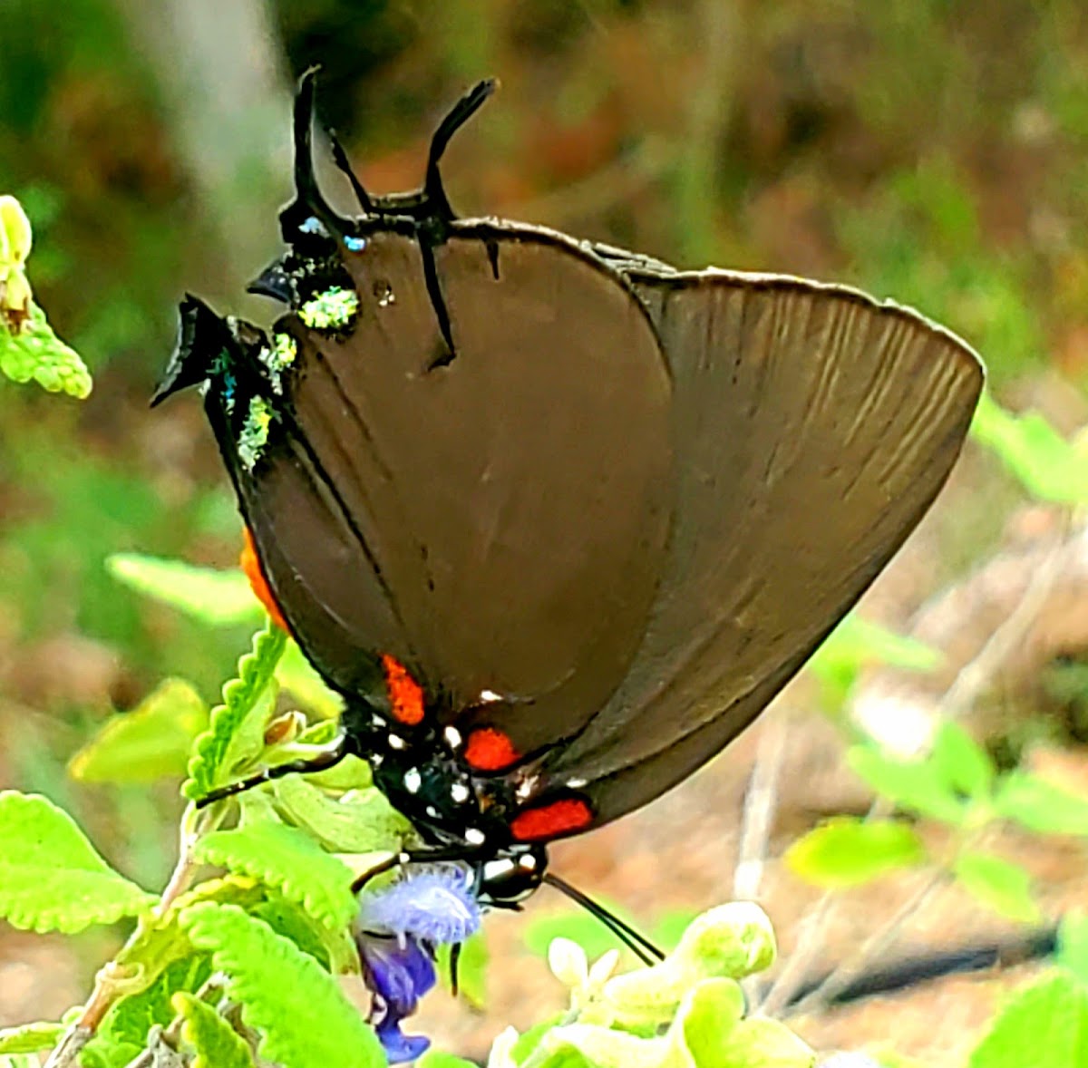 Great purple hairstreak