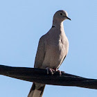 Collared Dove; Tórtola Turca