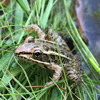 Pickerel frog