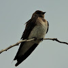 Northern rough-winged swallow