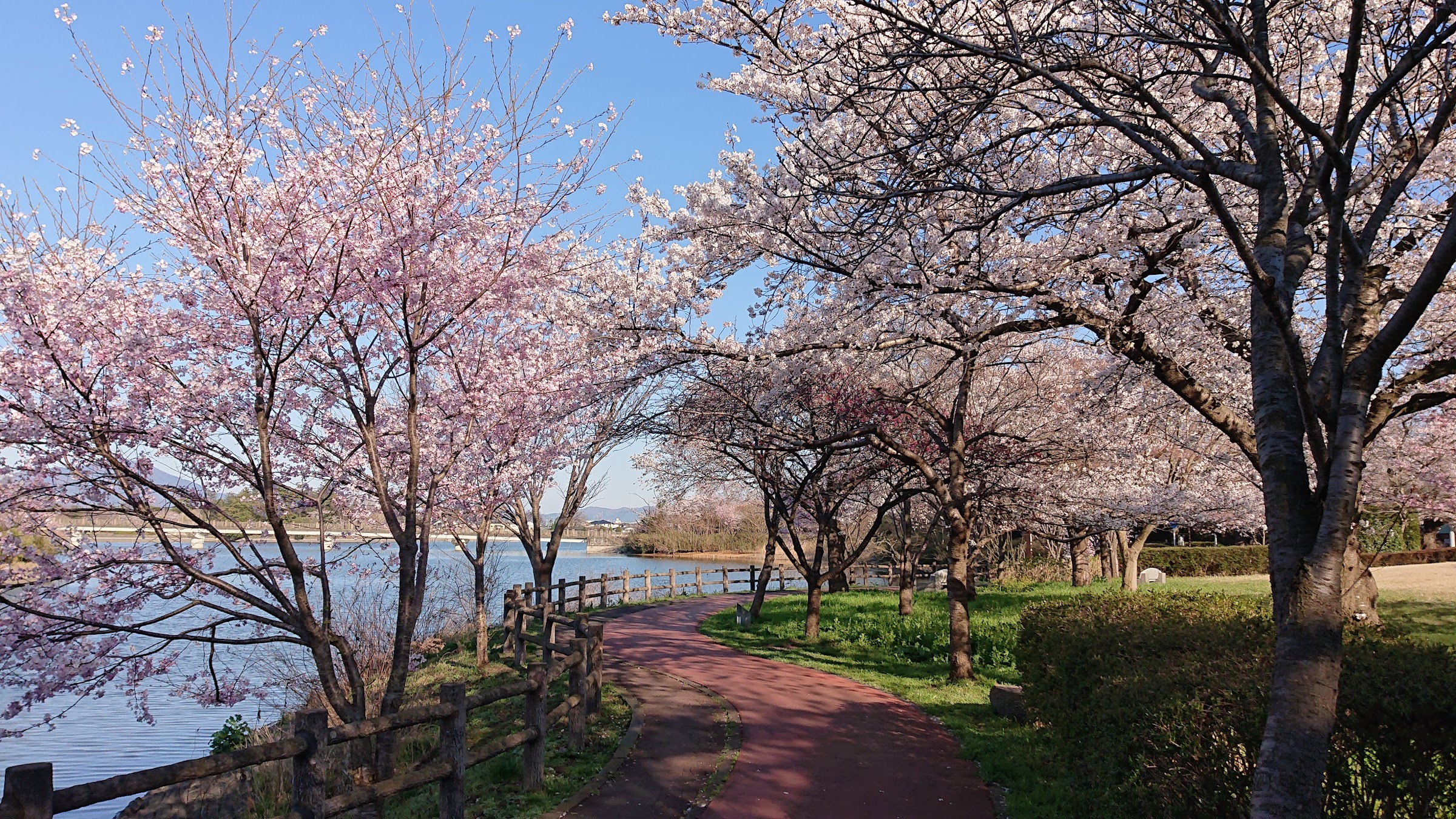 小さい公園の近くの桜です。