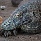 Komodo Dragon