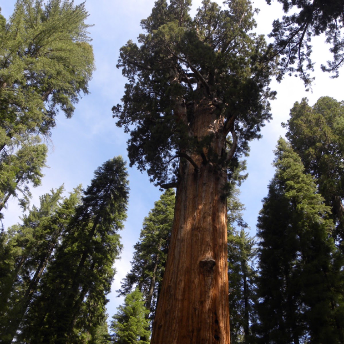 Giant Sequoia