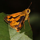 Luzon Grass Dart